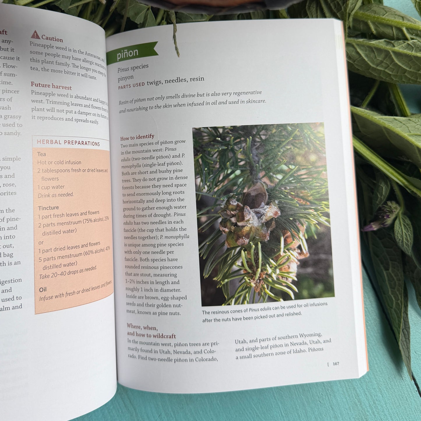 Mountain States Medicinal Plants