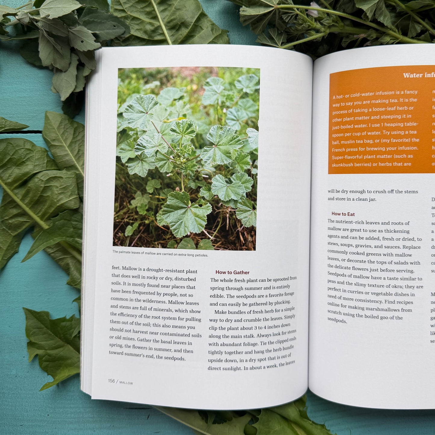 Mountain States Foraging